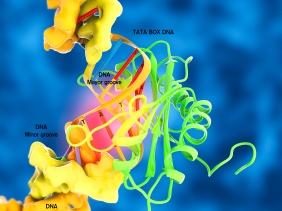 TATA binding protein TBP TFIIB dna ribbon 3D ciencia regulation of transcription factor ADN bending activity sequence specific