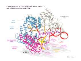 cas9 CRISPR endonuclease genome-editing structure sgRNA target DNA PAM containing domains