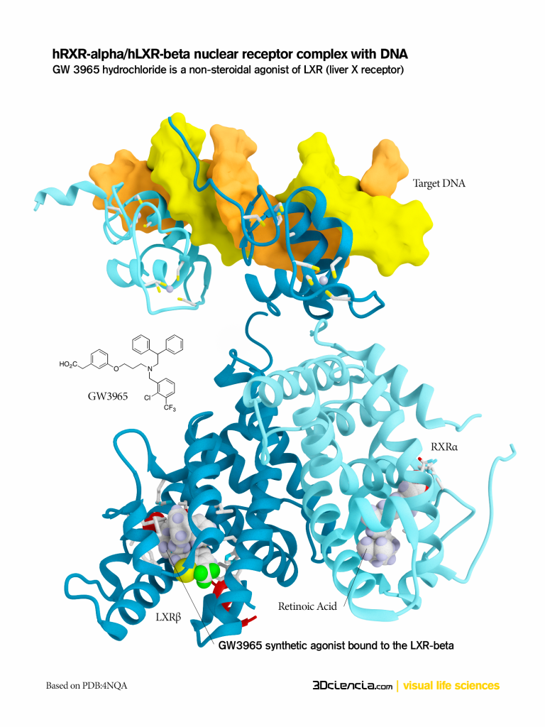 LRX, RXR, GW3965, receptor nuclear liver X receptor transcription factor, multiple sclerosis, lipid,metabolism glucose, pathway LXRβ LXRα