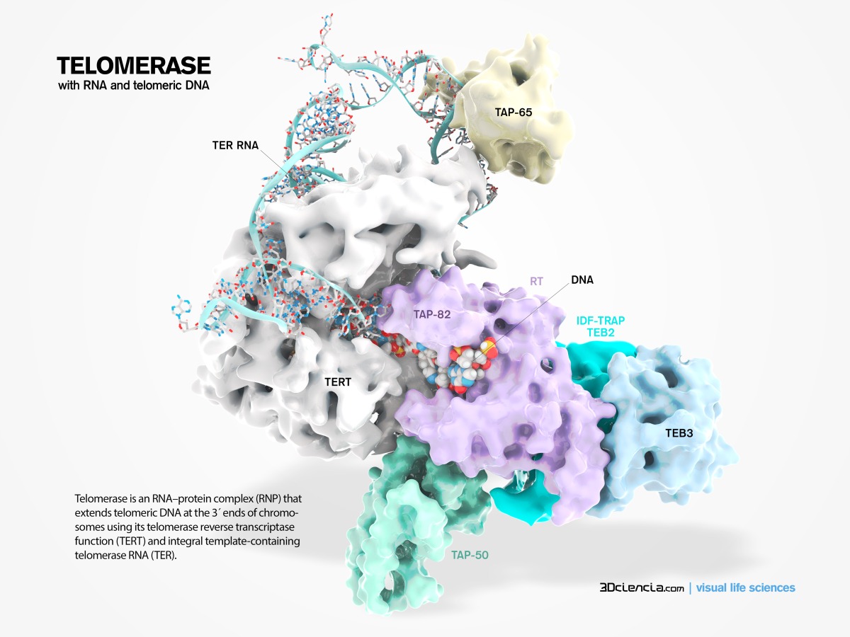 Telomerase is an RNA–protein complex (RNP) that extends telomeric DNA at the 3´ ends of chromosomes using its telomerase reverse transcriptase function (TERT) and integral template-containing telomerase RNA (TER).